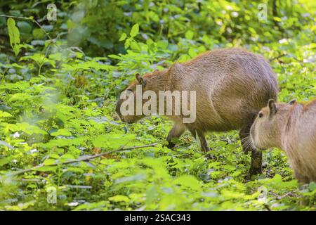 Eine (größere) Capybara (Hydrochoerus hydrochaeris) sucht in der dichten Ufervegetation eines Flusses nach Nahrung Stockfoto