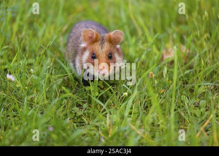 Ein Europäischer Hamster (Cricetus cricetus), ein eurasischer Hamster, ein Schwarzbauchhamster oder ein gewöhnlicher Hamster, sucht auf frischem grünem Gras nach Nahrung Stockfoto