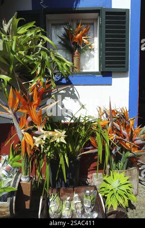Madeira, Blumenverkauf Stockfoto