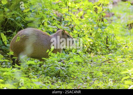 Eine (größere) Capybara (Hydrochoerus hydrochaeris) sucht in der dichten Ufervegetation eines Flusses nach Nahrung Stockfoto