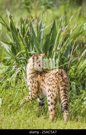 Ein Serval, Leptailurus Serval, steht an einem sonnigen Tag auf einer grünen Wiese Stockfoto