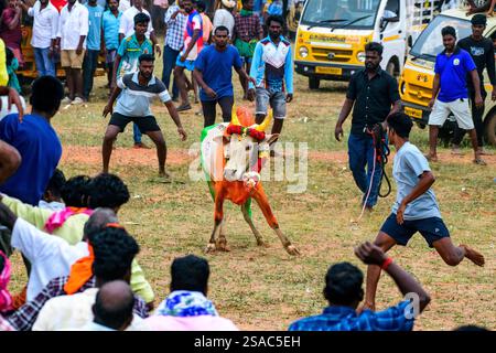 Jallikattu: Eine aufregende Feier der Tradition, Stärke und des unbezwingbaren Geistes des Erbes von Tamil Nadu! Stockfoto