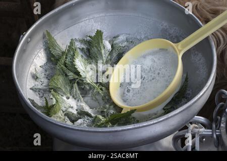 In den französischen Pyrenäen klären Milchschafzüchter die Milch mit Brennnesseln, Oberes Ossau-Tal, Laruns, Bär, Pyrenäen-Atlantiques, Nouvelle-A Stockfoto