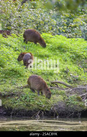 Eine (größere) Capybara (Hydrochoerus hydrochaeris) sucht in der dichten Ufervegetation eines Flusses nach Nahrung Stockfoto