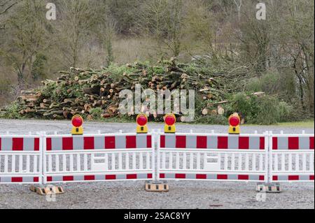 Stapelholz auf einem Lagerplatz nach Hubschraubertransport aus einem schwer zugänglichen Schluchtwald, Hubschrauber, Eschenstaub, Baumkrankheit, Krankheit, als Stockfoto