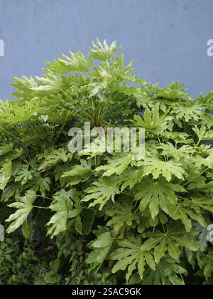 Exotische Fatsia Japonica auf Helgoland Stockfoto
