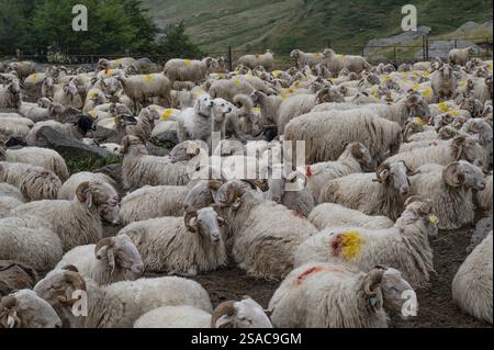 Schafe, die in einer Schließung ihrer Sommerwanderei in den alpen des Vallon de Magnabaigt, Ossau-Tal, Pyrenäen-Nationalpark, Be gemolken werden Stockfoto