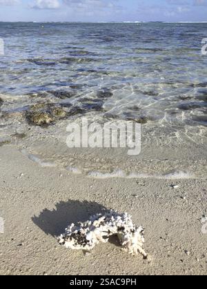 Kristallklares Wasser und Korallenzweige am Strand Stockfoto
