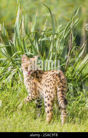 Ein Serval, Leptailurus Serval, steht an einem sonnigen Tag auf einer grünen Wiese Stockfoto