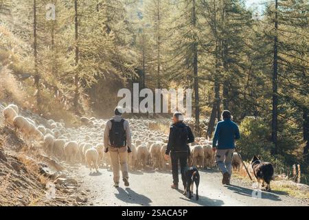 Hautes Alpes, Frankreich - 05. Oktober 2023 : Ein Hirte mit Grenzkollienhund und Touristen hüten große Schafherden, um im Herbst auf der Landstraße zu weiden Stockfoto
