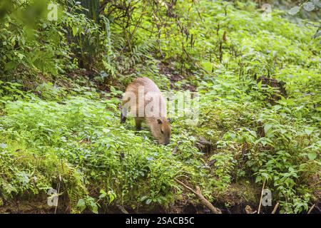 Eine (größere) Capybara (Hydrochoerus hydrochaeris) sucht in der dichten Ufervegetation eines Flusses nach Nahrung Stockfoto