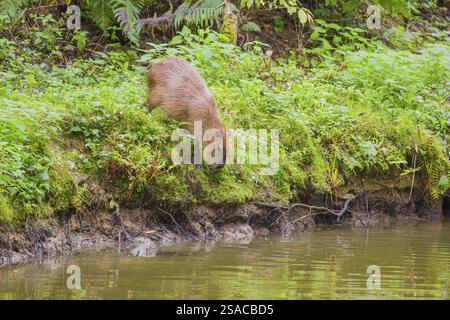 Eine (größere) Capybara (Hydrochoerus hydrochaeris) sucht in der dichten Ufervegetation eines Flusses nach Nahrung Stockfoto