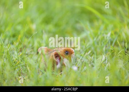 Ein Europäischer Hamster (Cricetus cricetus), ein eurasischer Hamster, ein Schwarzbauchhamster oder ein gewöhnlicher Hamster, der aus seiner Höhle im frischen grünen Gras blickt Stockfoto