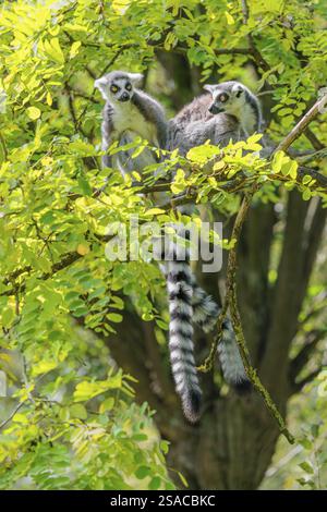 Zwei RingschwanzLemuren (Lemur catta) sitzen hoch oben in einem Baum auf einem Zweig zwischen frischen grünen Blättern und spielen miteinander oder putzen sich oder schauen Stockfoto