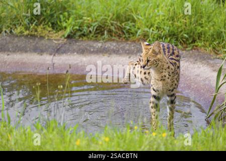 Ein männlicher Serval, Leptailurus Serval, steht im Wasser eines künstlichen Wasserlochs und schüttelt das Wasser von seinem rechten Hinterbein Stockfoto
