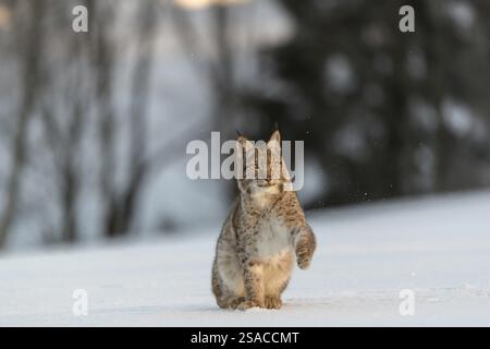 Ein junger männlicher Eurasischer Luchs (Lynx Luchs), der auf einer schneebedeckten Wiese mit einem Wald im Hintergrund sitzt Stockfoto