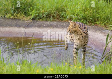 Ein männlicher Serval, Leptailurus Serval, steht im Wasser eines künstlichen Wasserlochs und schüttelt das Wasser von seinem rechten Hinterbein Stockfoto