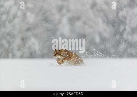 Ein junger männlicher Eurasischer Luchs (Lynx Luchs), der über eine tief verschneite Wiese mit einem Wald im Hintergrund läuft Stockfoto