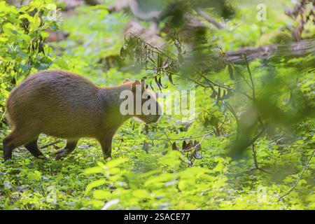 Eine (größere) Capybara (Hydrochoerus hydrochaeris) sucht in der dichten Ufervegetation eines Flusses nach Nahrung Stockfoto