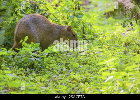 Eine (größere) Capybara (Hydrochoerus hydrochaeris) sucht in der dichten Ufervegetation eines Flusses nach Nahrung Stockfoto