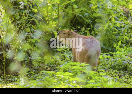 Eine (größere) Capybara (Hydrochoerus hydrochaeris) sucht in der dichten Ufervegetation eines Flusses nach Nahrung Stockfoto