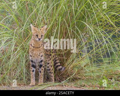 Ein Serval, Leptailurus Serval, steht vor einem Busch aus grünem Gras Stockfoto