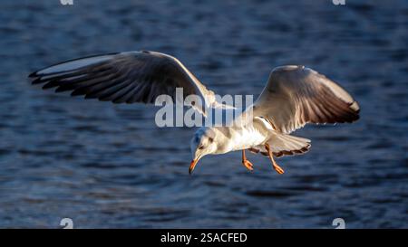 Anmutige Schwarzköpfige Möwe im Flug mit plätschernder Wasserkulisse Stockfoto