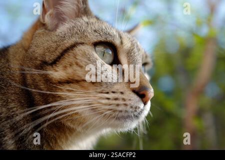 Porträt einer Katze, die neugierig und neugierig aussieht Stockfoto