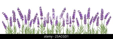 Lila Lavendelblüten Webbanner isolierter Ausschnitt auf weiß Stockfoto
