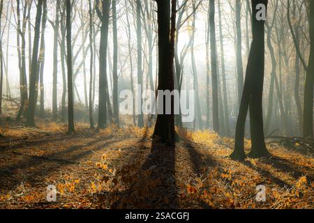 Ein Wald mit Bäumen und Blättern auf dem Boden. Die Sonne scheint durch die Bäume und wirft Schatten auf den Boden Stockfoto