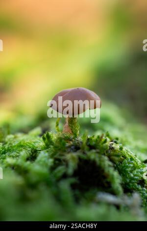 Ein Pilz sitzt auf einem Stück Moos. Der Pilz ist braun und hat eine Kappe. Das Moos ist grün und bedeckt den Boden Stockfoto