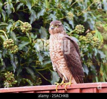 Weibliche Sparrowhawk 'Accipiter nisus', die auf einem Gartenzaun in Somerset thront. In der Nähe eines Hauses und Vogelfütterung im Winter. Stockfoto