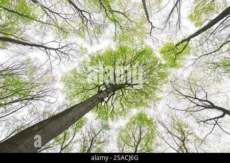 Baumkronen von europäischen Buchen / gewöhnliche Buche (Fagus sylvatica) Baum mit frischen grünen Blättern im Frühjahr Stockfoto