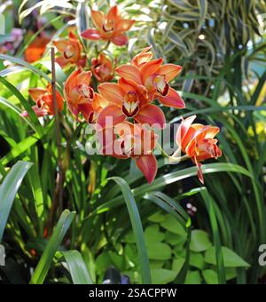 Eine wunderschöne Cymdium Orchid blüht mit mehreren gelben, orangen und roten Blüten in einem Garten Stockfoto