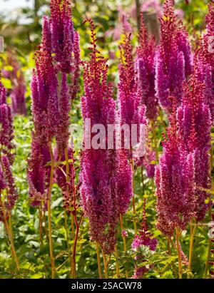 Astilbe chinensis var. Taquetii 'Purpurlanze' wächst in einem britischen Garten. Stockfoto