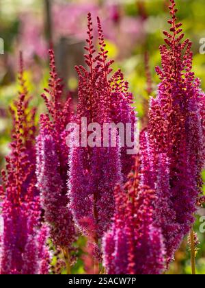 Astilbe chinensis var. Taquetii „Purpurlanze“ wächst in einem britischen Garten. Stockfoto