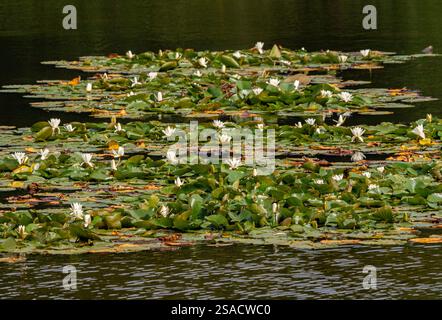 Teich mit Weißwasserlilien. UK Stockfoto