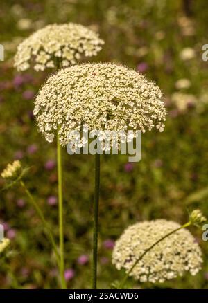 Kuh Petersilie wächst auf einer Sommerwiese. UK Stockfoto