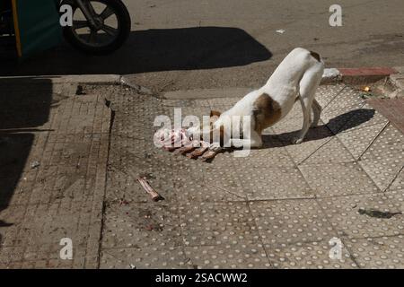 Hund, der Fleischknochen isst in Azrou, Marokko Stockfoto