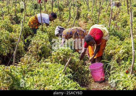 Frauen und Kinder pflücken Tomaten in der Provinz Karatu, Tansania Stockfoto