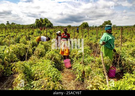 Frauen und Kinder pflücken Tomaten in der Provinz Karatu, Tansania Stockfoto