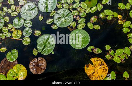 Lilienpads in der Spätsaison, teilweise verrottet, schwimmend auf dem Seewasser, von oben gesehen. Stockfoto