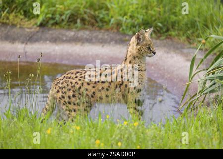 Ein männlicher Serval, Leptailurus Serval, steht im Wasser eines künstlichen Wasserlochs Stockfoto