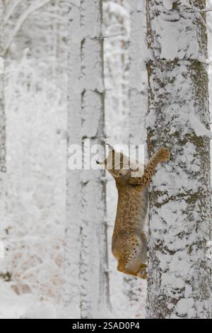 Ein junger männlicher Eurasischer Luchs (Lynx Luchs) klettert auf eine Birke in einem schneebedeckten Wald Stockfoto