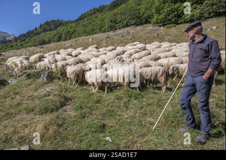 Pyrenäen-Hirte Regis Carrere bewacht seine Schafherde auf den alpen des Oberen Ossau-Tals, Laruns, Bearn, Pyrenäen-Atlantiques, Nouvell Stockfoto