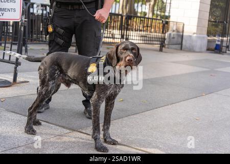 Washington DC - 27. Oktober 2024: Der K9-Hund der Secret Service Police steht vor dem Weißen Haus in Washington DC Wache Stockfoto