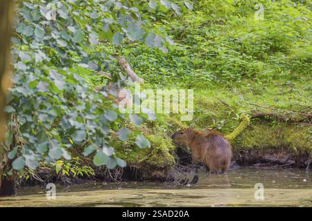 Eine (größere) Capybara (Hydrochoerus hydrochaeris) sucht in der dichten Ufervegetation eines Flusses nach Nahrung Stockfoto