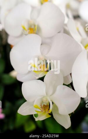 Weiße Orchideenblüten in einem tropischen Garten. Stockfoto