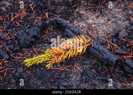 Ein kleiner grüner Ast liegt auf dem Boden neben einem Haufen schwarzer Asche. Konzept der Zerstörung und des Verlustes, da der einst lebendige Baum reduziert wurde Stockfoto