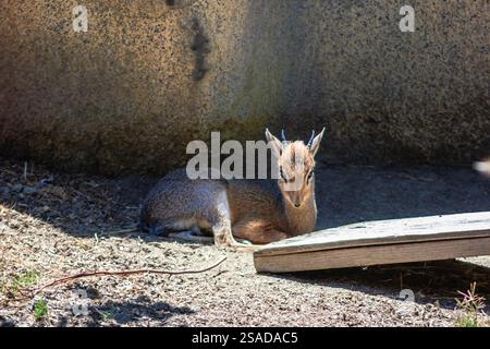 Ein Hirschbaby liegt auf dem Boden. Das Bild hat eine ruhige und friedliche Stimmung. Der Hirsch ist klein und süß, und er scheint seine Zeit zu genießen Stockfoto